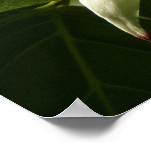 Sunlit Dogwood Blossom Spring Floral Poster (Hoek)