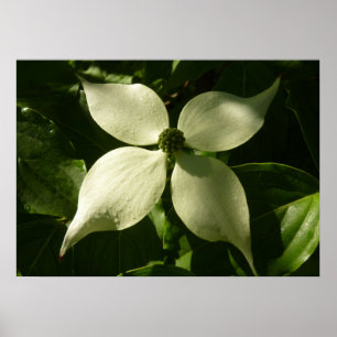 Sunlit Dogwood Blossom Spring Floral Poster