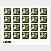 Sunlit Dogwood Blossom Spring Floral Vierkante Sticker (Vel)