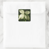 Sunlit Dogwood Blossom Spring Floral Vierkante Sticker (Tas)