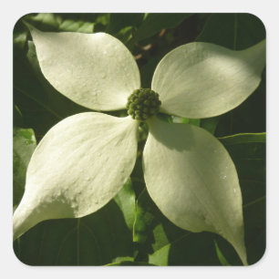 Sunlit Dogwood Blossom Spring Floral Vierkante Sticker