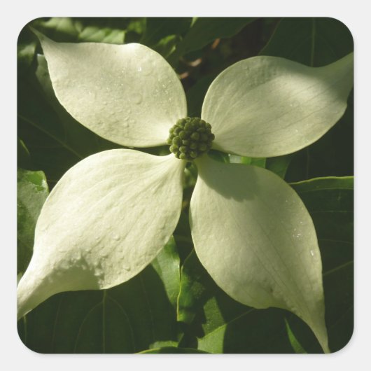 Sunlit Dogwood Blossom Spring Floral Vierkante Sticker (Voorkant)