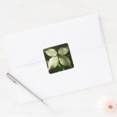 Sunlit Dogwood Blossom Spring Floral Vierkante Sticker (Envelop)
