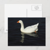 Sunlit Emden Goose Briefkaart (Voorkant / Achterkant)
