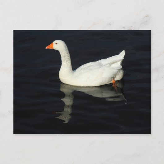 Sunlit Emden Goose Briefkaart (Voorkant)