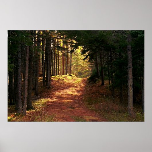 Sunlit Forest Path Poster (Voorkant)