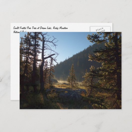Sunlit Frosted Pine Trees at Dream Lake Briefkaart (Voorkant / Achterkant)