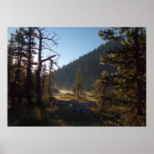 Sunlit Frosted Pine Trees at Dream Lake Poster (Voorkant)