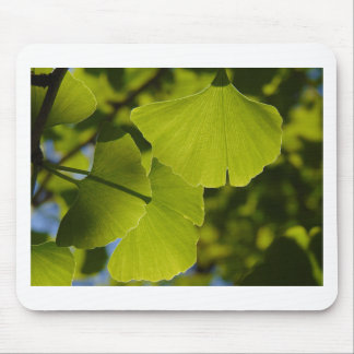 Sunlit Ginkgo Leaves Muismat