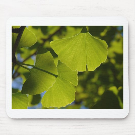 Sunlit Ginkgo Leaves Muismat (Voorkant)
