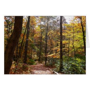 Sunlit Herfst Trail in Laurel Hill State Park