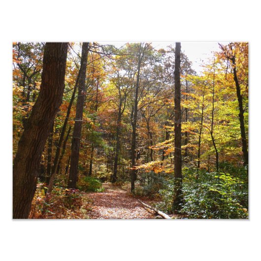 Sunlit Herfst Trail in Laurel Hill State Park Foto Afdruk (Voorkant)