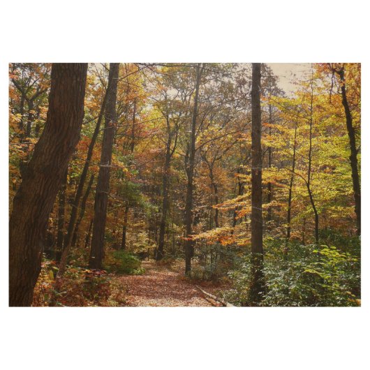 Sunlit Herfst Trail in Laurel Hill State Park Houten Poster (Voorkant)