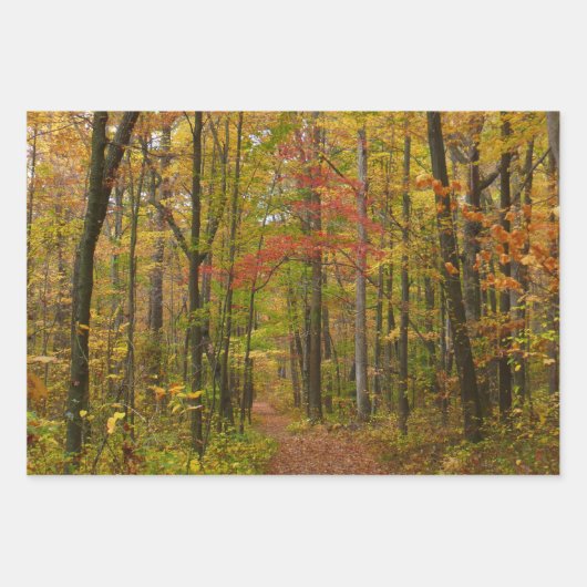 Sunlit Herfst Trail in Laurel Hill State Park Inpakpapier Vel (Voorkant 2)