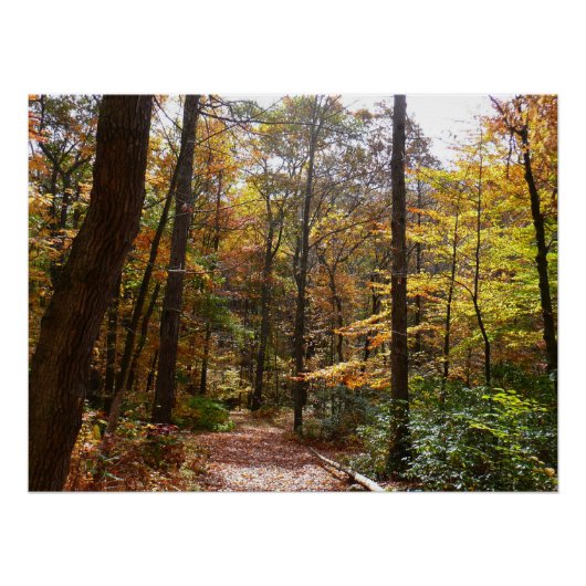 Sunlit Herfst Trail in Laurel Hill State Park Poster (Voorkant)