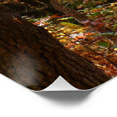 Sunlit Herfst Trail in Laurel Hill State Park Poster (Hoek)