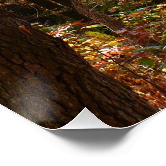 Sunlit Herfst Trail in Laurel Hill State Park Poster (Hoek)