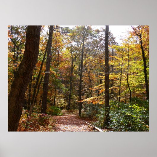 Sunlit Herfst Trail in Laurel Hill State Park Poster (Voorkant)