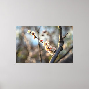 Sunlit Japanse Abriot Sakura White Flowers Canvas Afdruk