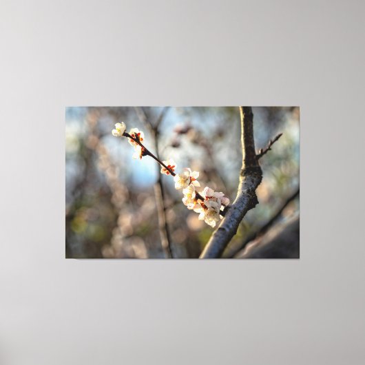 Sunlit Japanse Abriot Sakura White Flowers Canvas Afdruk (Voorkant)