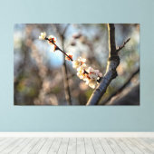 Sunlit Japanse Abriot Sakura White Flowers Canvas Afdruk (Insitu (Houten vloer))