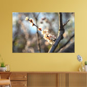 Sunlit Japanse Abriot Sakura White Flowers Canvas Afdruk (Insitu (Woonkamer))
