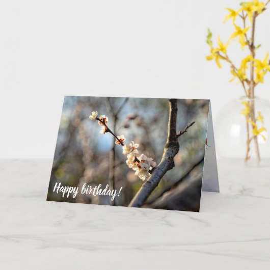 Sunlit Japanse Abriot Sakura White Flowers Kaart (Gele Bloem)