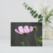 Sunlit Paarse Cosmos Briefkaart (Staand voorkant)
