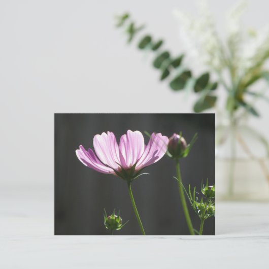 Sunlit Paarse Cosmos Briefkaart (Staand voorkant)