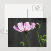 Sunlit Paarse Cosmos Briefkaart (Voorkant / Achterkant)