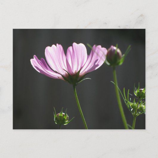 Sunlit Paarse Cosmos Briefkaart (Voorkant)