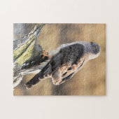 Sunlit Profile of a Male Northern Harrier Legpuzzel (Horizontaal)