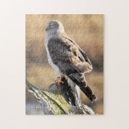 Sunlit Profile of a Male Northern Harrier Legpuzzel