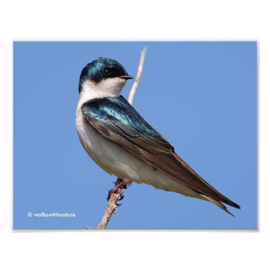 Sunlit Profile of a Tree Swallow Songbird Foto Afdruk (Voorkant)