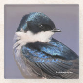 Sunlit Profile of a Tree Swallow Songbird Glazen Onderzetter (Voorkant)