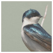 Sunlit Profile of a Tree Swallow Songbird Stof (Close Up)