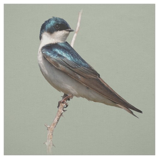 Sunlit Profile of a Tree Swallow Songbird Stof (Swatch)