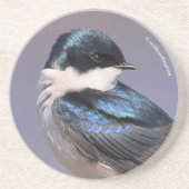 Sunlit Profile of a Tree Swallow Songbird Zandsteen Onderzetter (Voorkant)