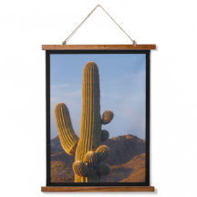 Sunlit Saguaro Cactus