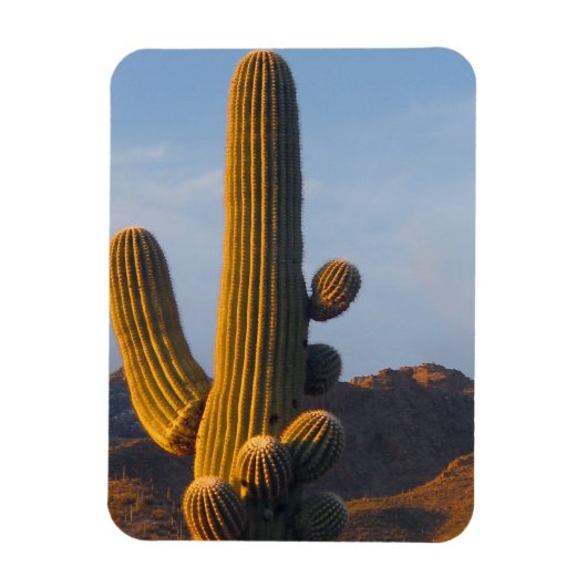 Sunlit Saguaro Cactus Magneet (Verticaal)