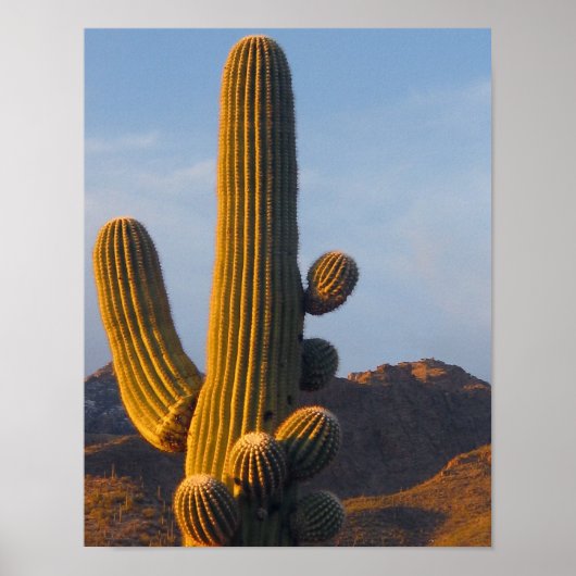 Sunlit Saguaro Cactus Poster (Voorkant)