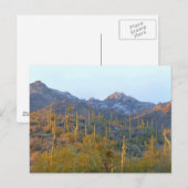 Sunlit Saguaro Field Briefkaart (Voorkant / Achterkant)