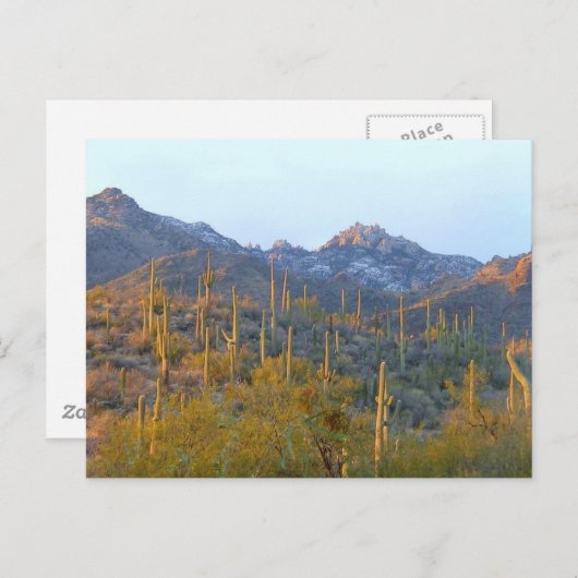 Sunlit Saguaro Field Briefkaart (Voorkant / Achterkant)