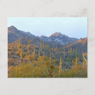Sunlit Saguaro Field Briefkaart