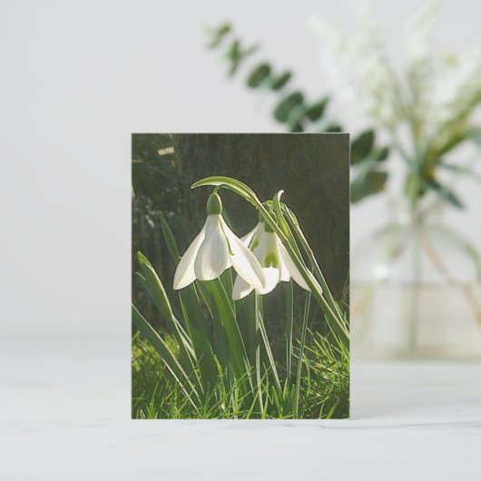 Sunlit Snowdrops Briefkaart (Staand voorkant)