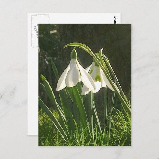 Sunlit Snowdrops Briefkaart (Voorkant / Achterkant)