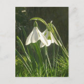 Sunlit Snowdrops Briefkaart (Voorkant)