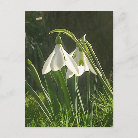Sunlit Snowdrops Briefkaart (Voorkant)