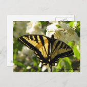 Sunlit Swallowtail op Mock Oranje Briefkaart (Voorkant / Achterkant)