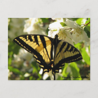 Sunlit Swallowtail op Mock Oranje Briefkaart